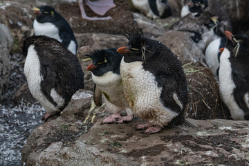 Naklejka premium Rockhopper penguin