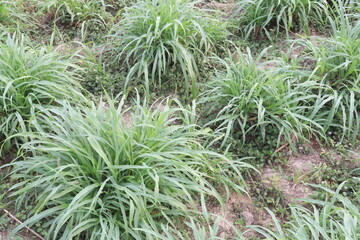 Reed canary grass on farm