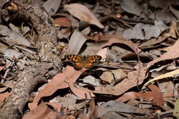Monarch Butterfly