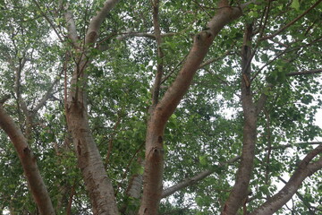 The banyan tree on road of village