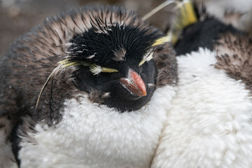 Rockhopper penguin in Falkland islands