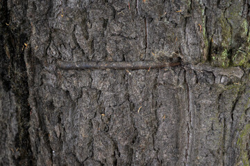 Metal profile growing into the oak bark.