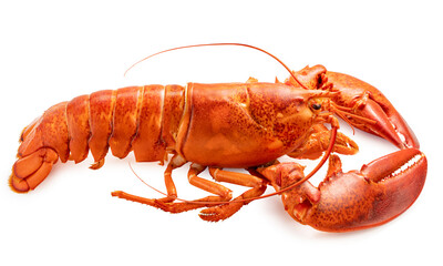 Steam Lobster on white background, Cook Canadian Lobster isolate on white with clipping path.