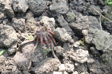Dioscorea bulbifera yam root on farm