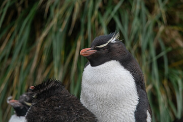 Rockhopper penguins in Falkland islands