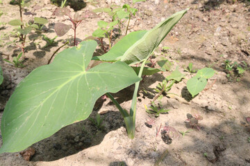 taro or arbi leaves plant on farm