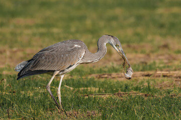 Heron Hunting