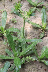 Culantro leaf plant on farm