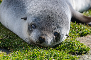 Naklejka premium Antarctic fur seals