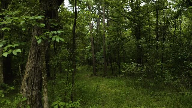 Deer hunting blind in dense forest understory, summer in southern Arkansas