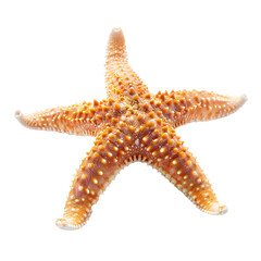 starfish isolated on a transparent PNG background, white background , cut out, clipping path, Generative Ai