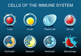 White blood cells. leukocytes