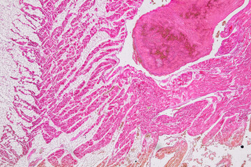 
Study of basic animal tissue under a microscope in a laboratory.
