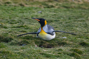 King penguins in South Georgia
