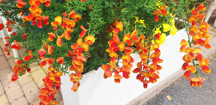 A cytisus bush with red and yellow flowers grows on a city street. Panorama.