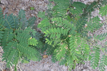 tamarind plant on farm for sell