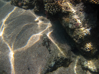 Synanceia horrida, the estuarine stonefish, hollow-cheek stonefish, horrid stonefish, rough...