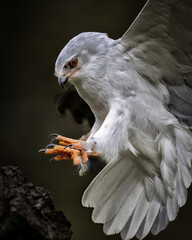 Fototapeta premium Closeup of a Black-winged kite landing on a branch