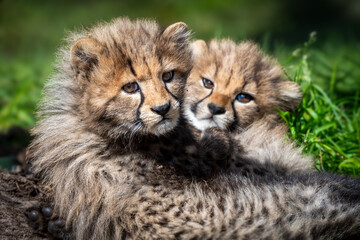 Young cheetahs on a green meadow