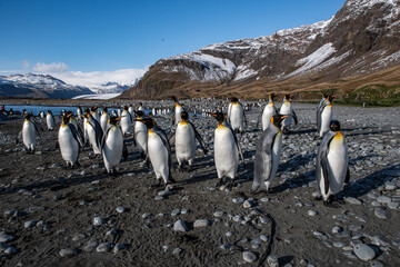 King penguins in South Georgia