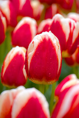 red tulips closeup