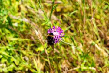 wild bee is pollinating the wild flowers in the nature