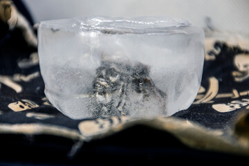 A silver ring in the form of a pirate's face frozen in ice on a mat with painted pirate skulls very...