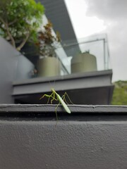 Close up shot of a praying mantis standing on a step beneath a house