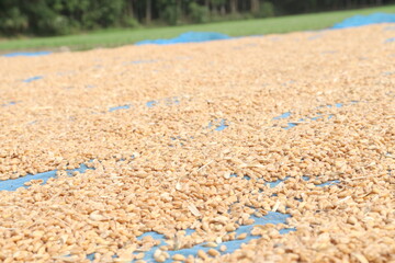 ripe wheat seeds on farm