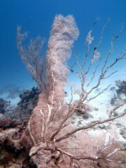 Red sea Gorgonia