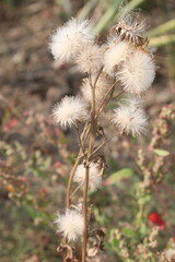 Groundsel flower plant on field