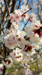 Spring flowers, blooming apricot. Natural background