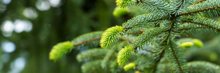 New young green pine needles on a wild coniferous tree branch in spring woodland