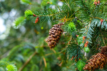 Close-up of Douglas fir (Pseudotsuga menziesii) cone on a Oregon pine tree branch.