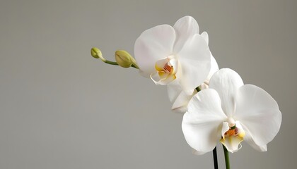 Elegant White Orchids
