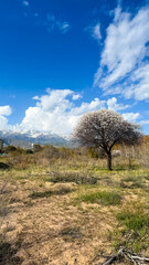blooming apricot against the backdrop of the mountains. Natural spring background