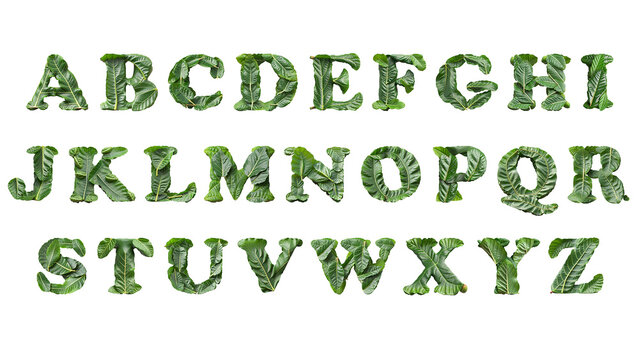 Green Fiddle leaf 3D Render Alphabet Letters Typeface cutout on transparent background
