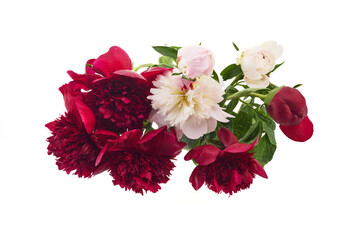 Assorted Peony Blooms Against White