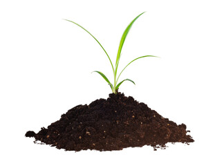 Young green plant growing from soil isolated on transparent background