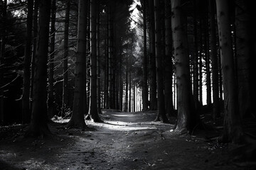 Monochrome forest path with tall trees and light at the end