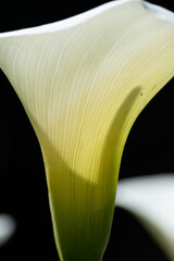 Macro image of a backlit Calla Lily