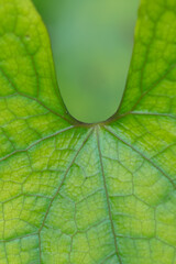 Macro image of veins on a leaf