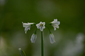 Macro image of a three cornered leek flower in a Cornish woodland