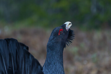 Western capercaillie (Tetrao urogallus)
