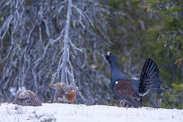 The western capercaillie (Tetrao urogallus)