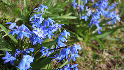 Squill or wood squill blue flowers on the spring meadow close up. Scilla bifolia, the alpine squill...