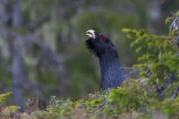Western capercaillie (Tetrao urogallus)
