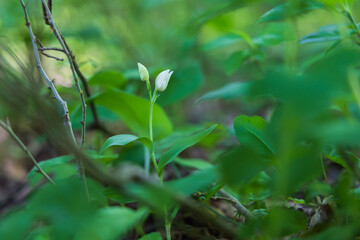 Beautiful wild orchid White Okrotice - Cephalanthera damasonium in a meadow. Nice bokeh in the background.