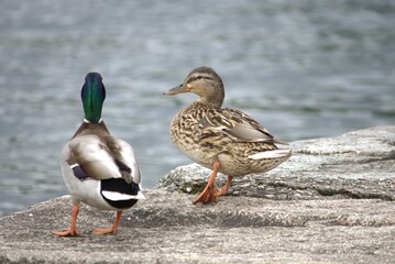 duck and drake on the lake shore