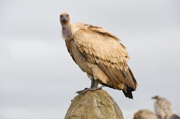 CAPE VULTURES (Gyps coprotheres) gather around a carcass in the drakensberg foothills, kwazulu Natal, South Africa